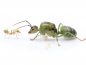 Preview: Oecophylla smaragdina (asiatische Weberameisen)